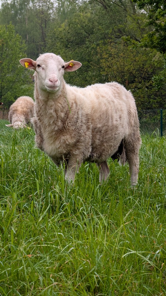 Moorschnucke der Stiftung — Landschaftspflege in der Dümmer-Region